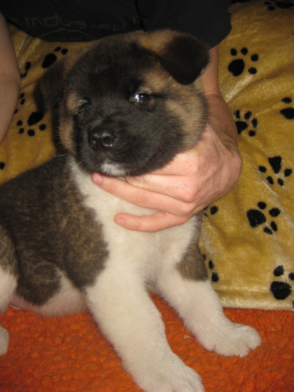 Puppies